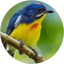 Ankur Chaudhary profile picture